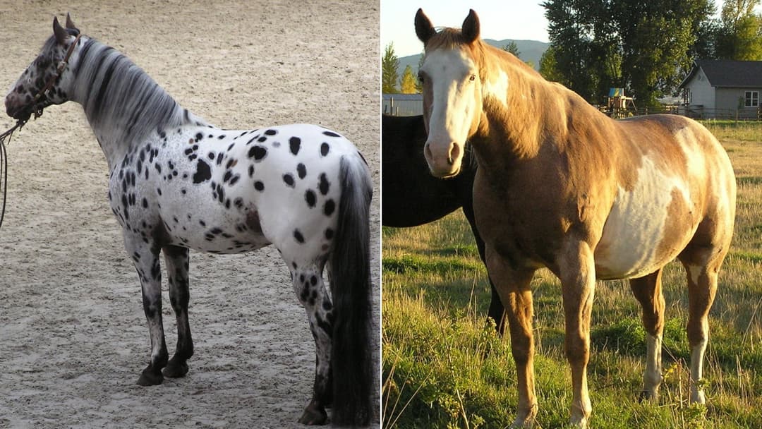 12 Unusual Horse Coat Patterns You Won't Believe!