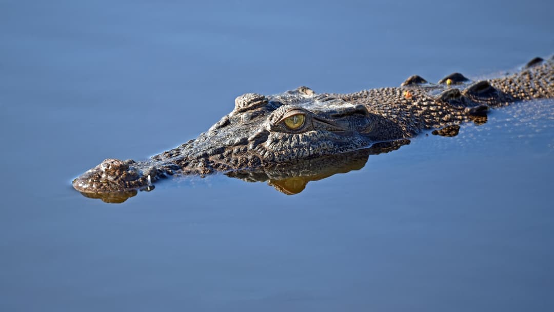 5. Saltwater Crocodile: Strike Eyes And Throat Valve Before A Death Roll