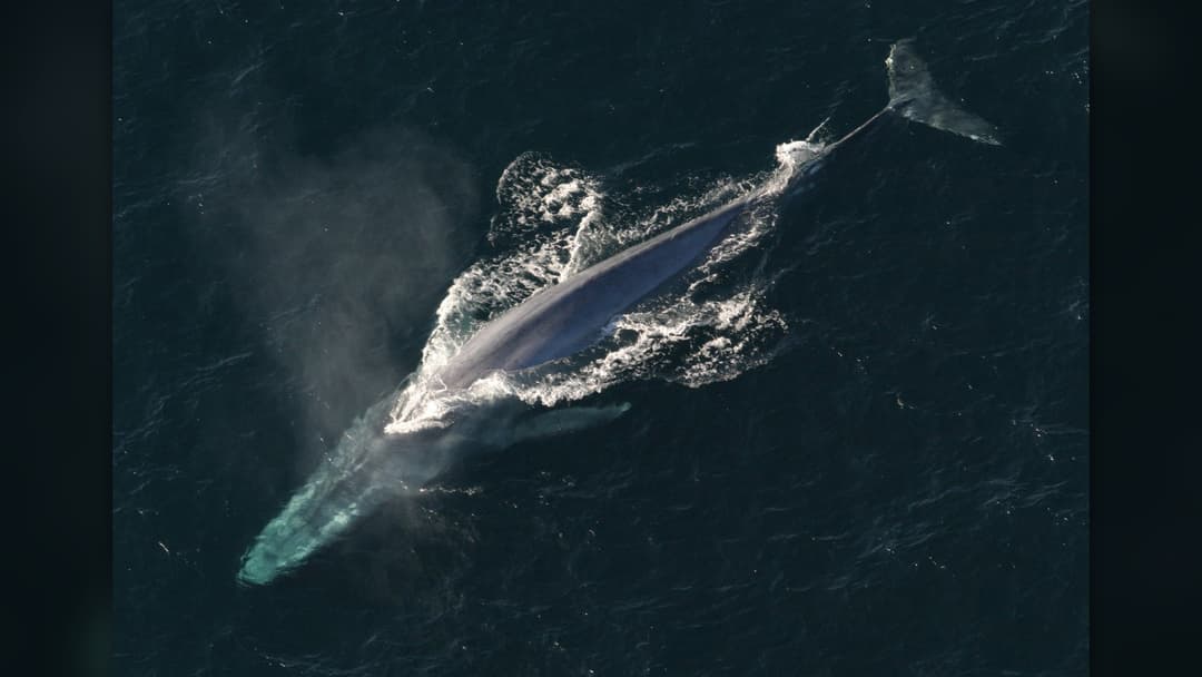 19. Blue Whale And The Leviathan