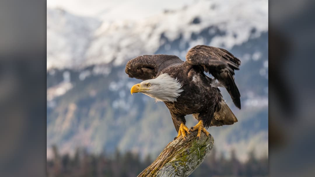 11. Bald Eagle (30 Percent Confidence)