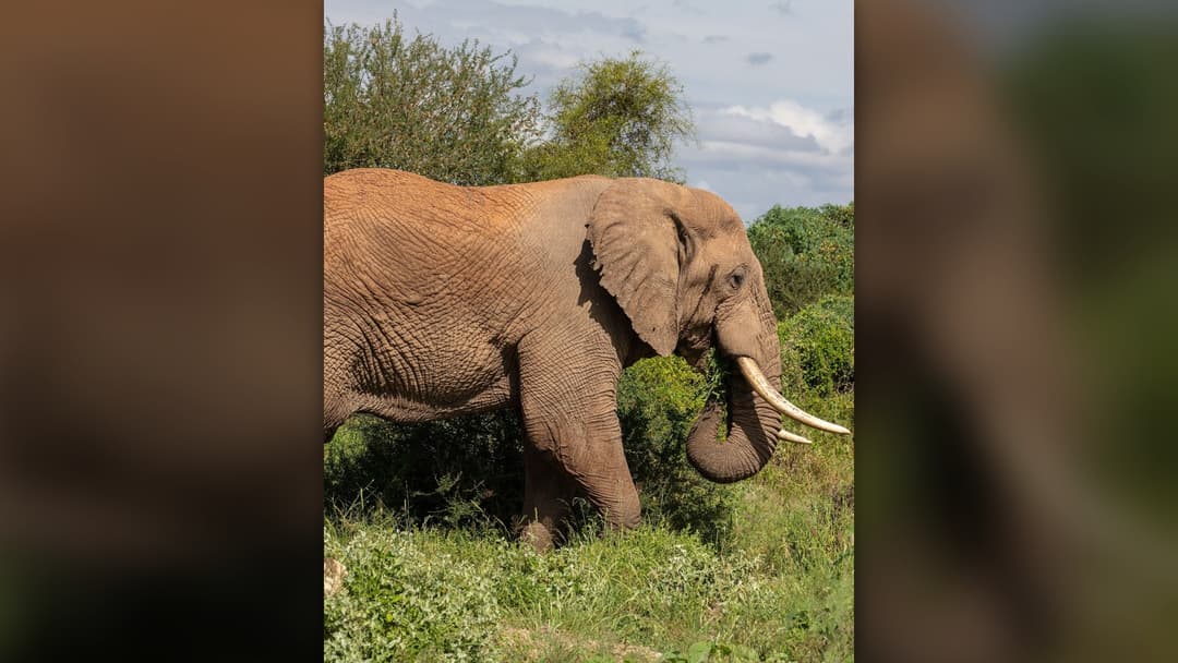8. African Elephant: Stand Tall On A Bluff, Zigzag Downwind On Charge