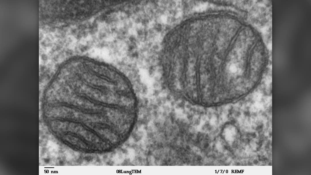 19. Cellular Powerhouses