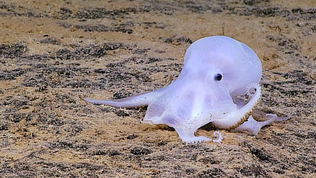 Ghostly white semi-translucent Casper octopod resting on the deep ocean floor