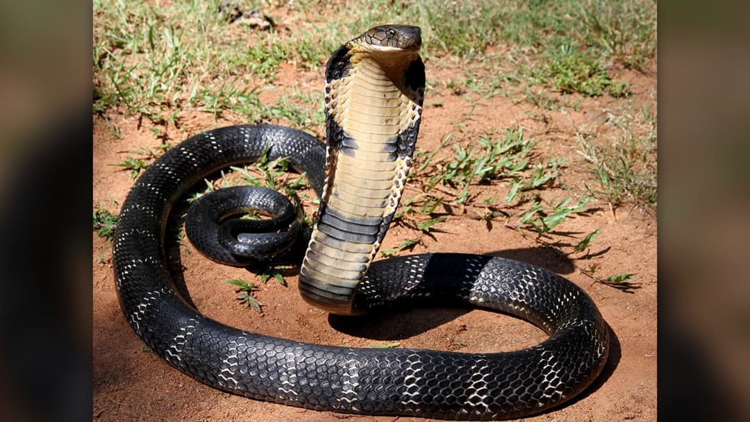 Live king cobra raising its hood