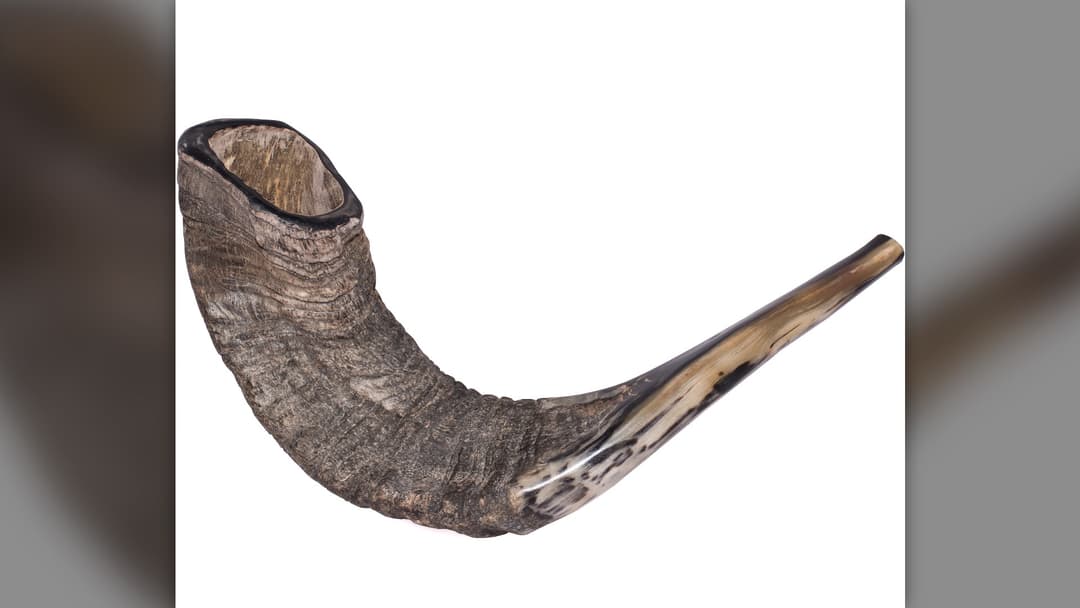Traditional curved ram horn shofar resting on a dark surface