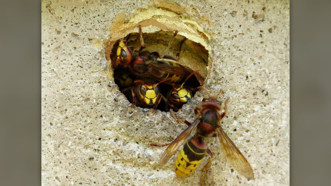 23. Yellowjacket & Hornet Swarm: Run In A Straight Line To Shelter