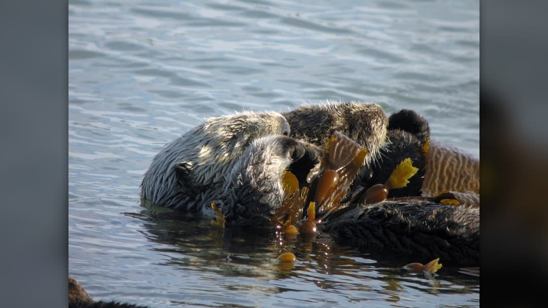 California sea otter floating on its back wrapped in kelp fronds in coastal water