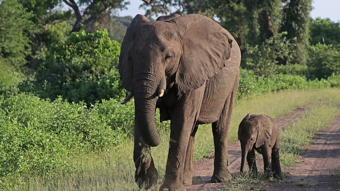 4. African Elephant (8 Percent Confidence)