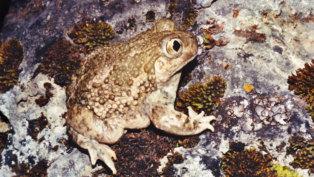 Desert spadefoot toad resting on sandy desert soil