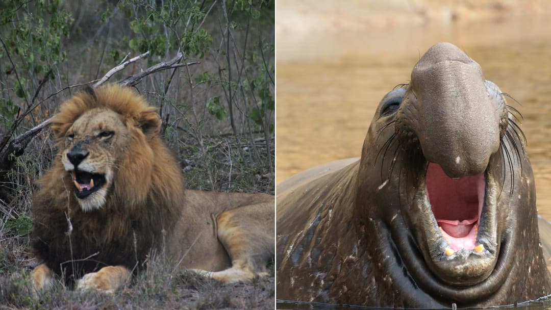 15 Loudest Animals on Earth, Ranked