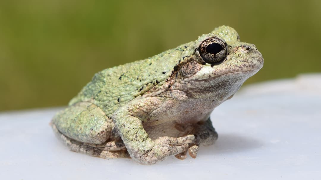 2. Eastern Gray Treefrog
