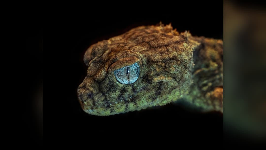 Dwarf day gecko of genus Cnemaspis perched on a rock surface