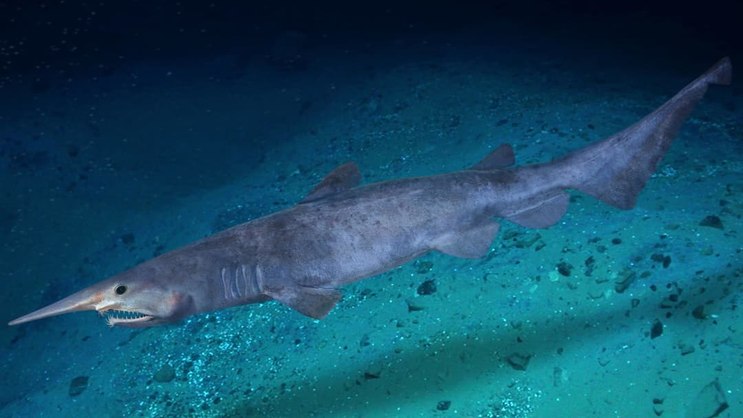 16. Goblin Shark