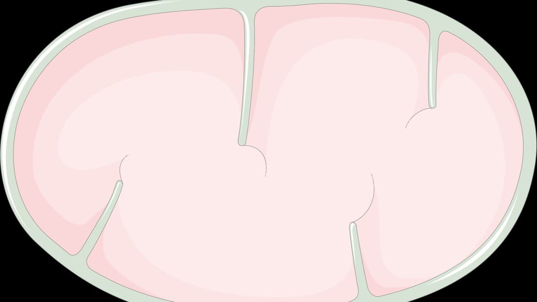 18. Mitochondrial ATP Engine
