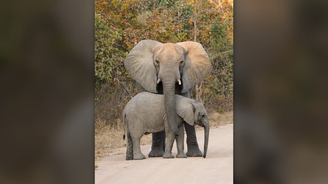17. African Elephant