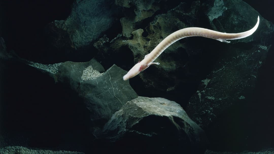 7. Olm Salamander And Baby Dragons