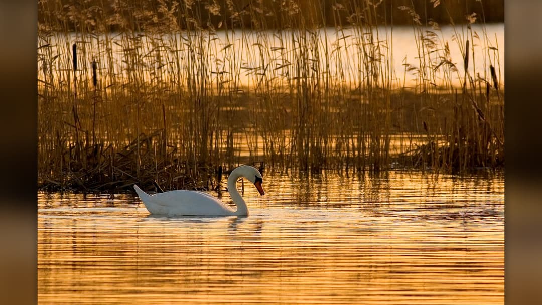 Solitary mute swan gliding peacefully across calm lake at dawn