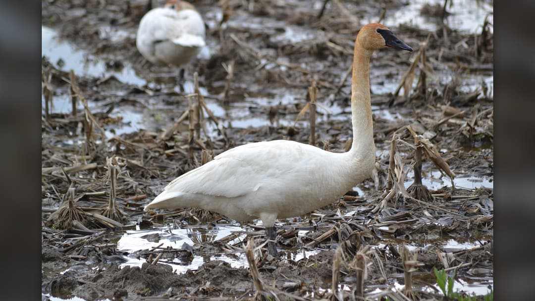 Trumpeter swan resting along a riverbank
