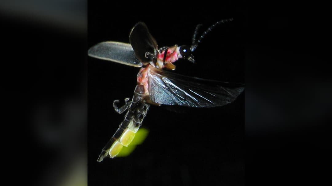 Common eastern firefly Photinus pyralis glowing bright yellow-green from its lower abdomen at night