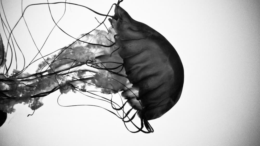 24. Giant Jellyfish: Flood Tentacles With Vinegar, Never Fresh Water