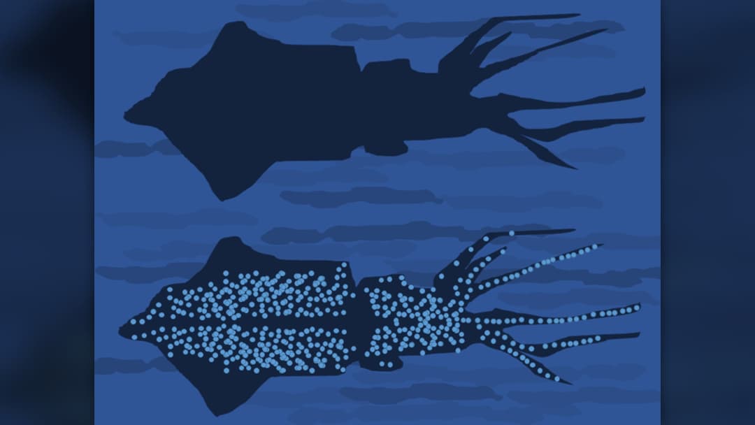Firefly squid Watasenia scintillans glowing with brilliant neon blue bioluminescent photophores in dark water