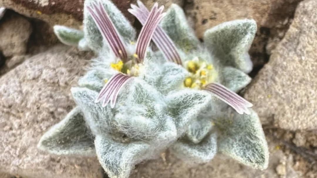 Tiny woolly devil desert plant Ovicula biradiata blooming among limestone rocks in Big Bend National Park