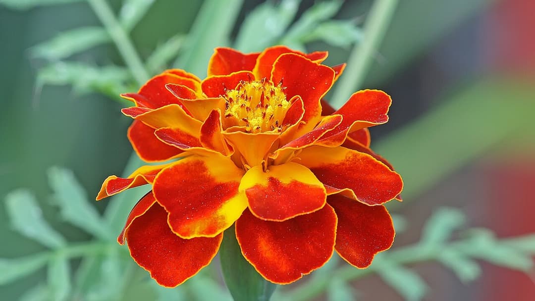 13. Mexico: Yellow Flower Taboo