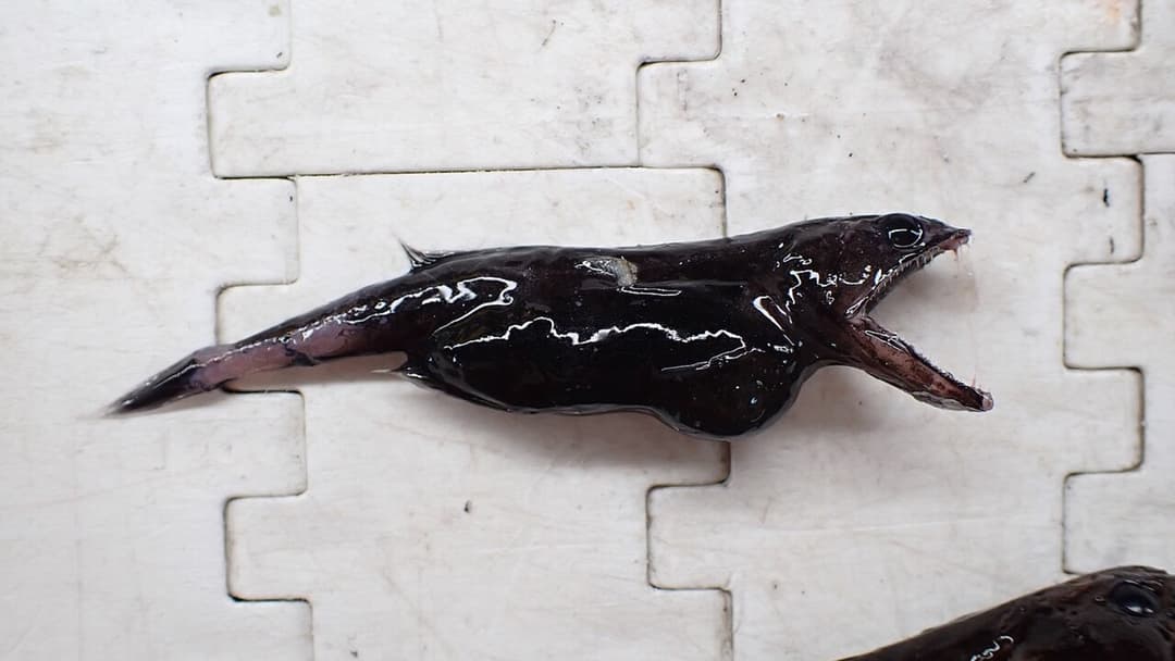 20. Black Swallower