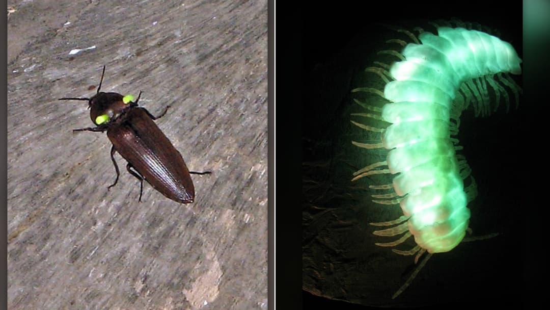 Thousands of glowing blue-green Waitomo glowworm larvae illuminating a dark cave ceiling in New Zealand