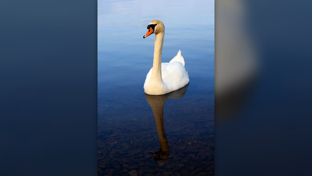 Solitary swan floating mournfully on Lake Killaloe