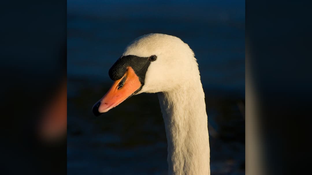 Extreme close-up of a mute swan head showing the prominent black basal knob