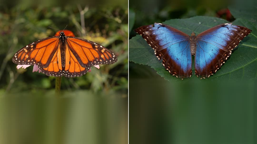 Macro photograph of a Peacock Butterfly with four violet eyespots perched on white blossoms