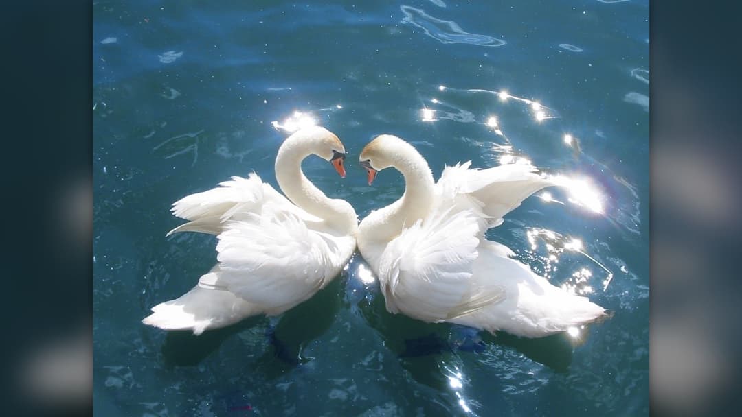 Two mute swans curving necks together into an iconic heart silhouette