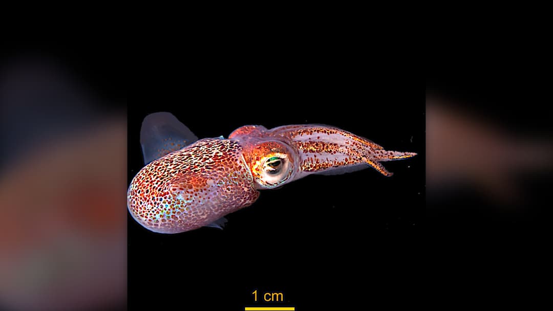 Single-frame photograph of an adult Hawaiian bobtail squid Euprymna scolopes glowing in dark Pacific water