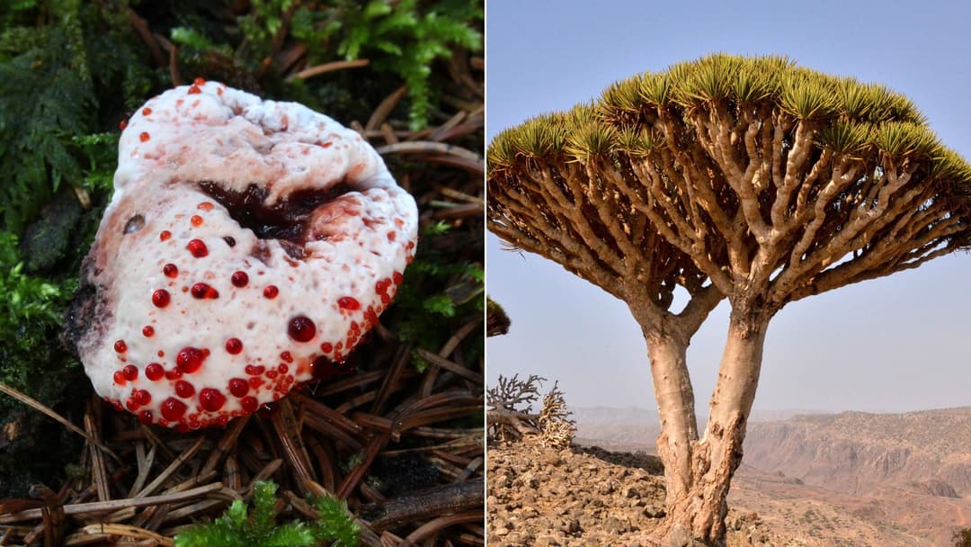 Strange Things Found in Nature That Look Almost Unreal
