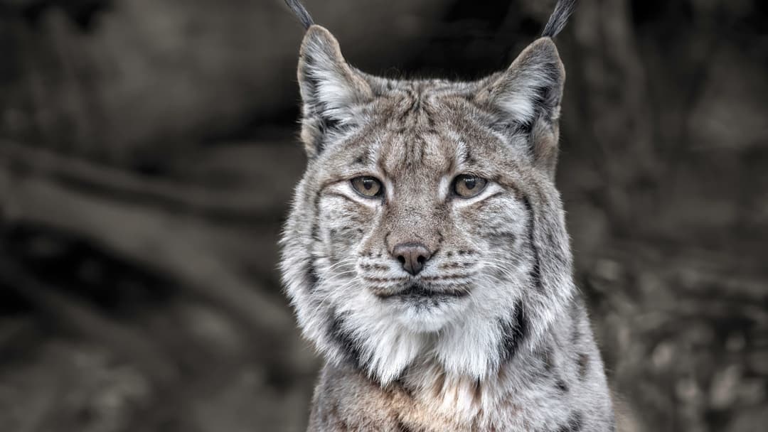 7. Flat Headed Cat Wetland Enigma