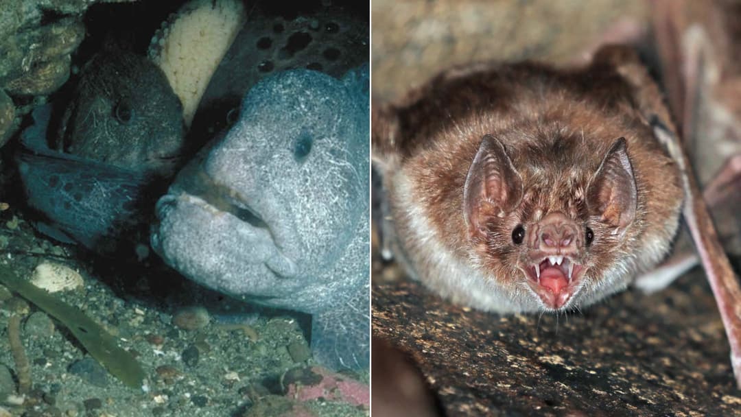 Twenty Bizarre Creatures Built For The Shadows That Look Like Living Nightmares