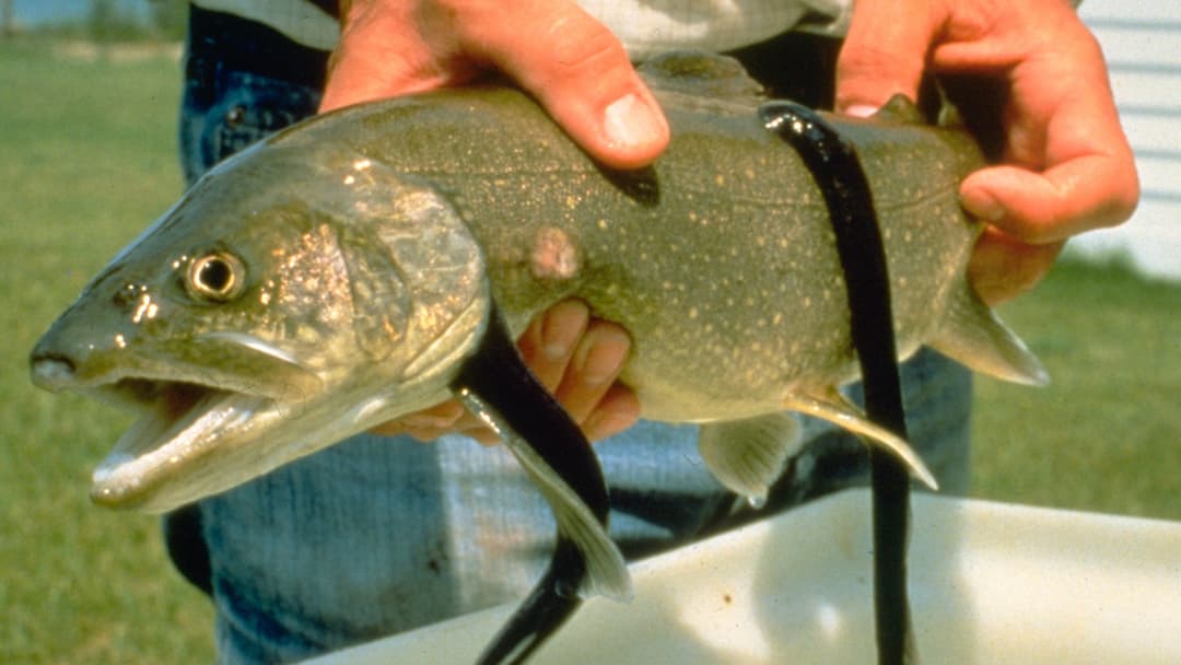 14. Sea Lamprey