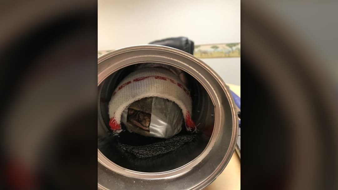 Official U.S. Fish and Wildlife Service photo of a smuggled live reptile wrapped in tape and stuffed inside a cotton sock