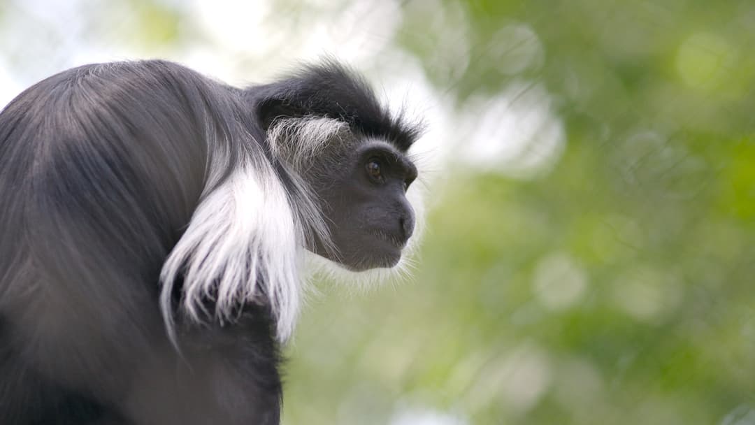 Black-and-white Congo Basin colobus monkey with contrasting white facial markings