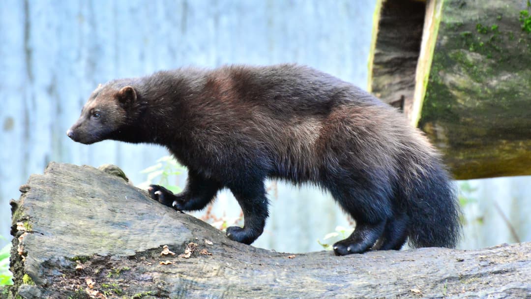 24. Wolverine And The Glutton Beast