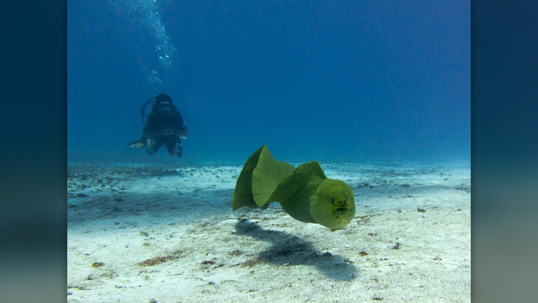 30. Giant Moray Eel And Mediterranean Hydras