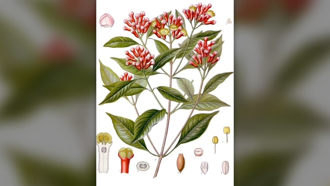 15. Cloves
