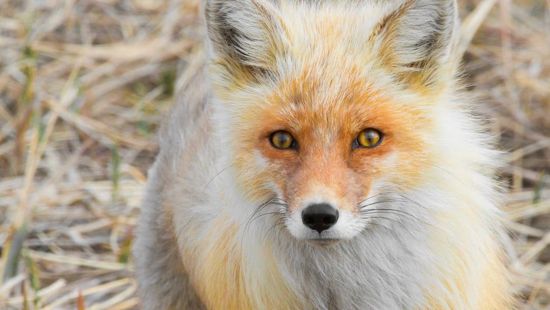 13. Red Fox