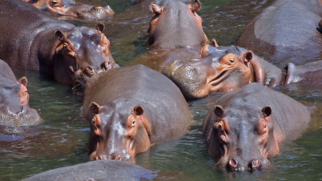 7. Hippopotamus: Never Block Its Path To Deep Water And Dive Behind Trees