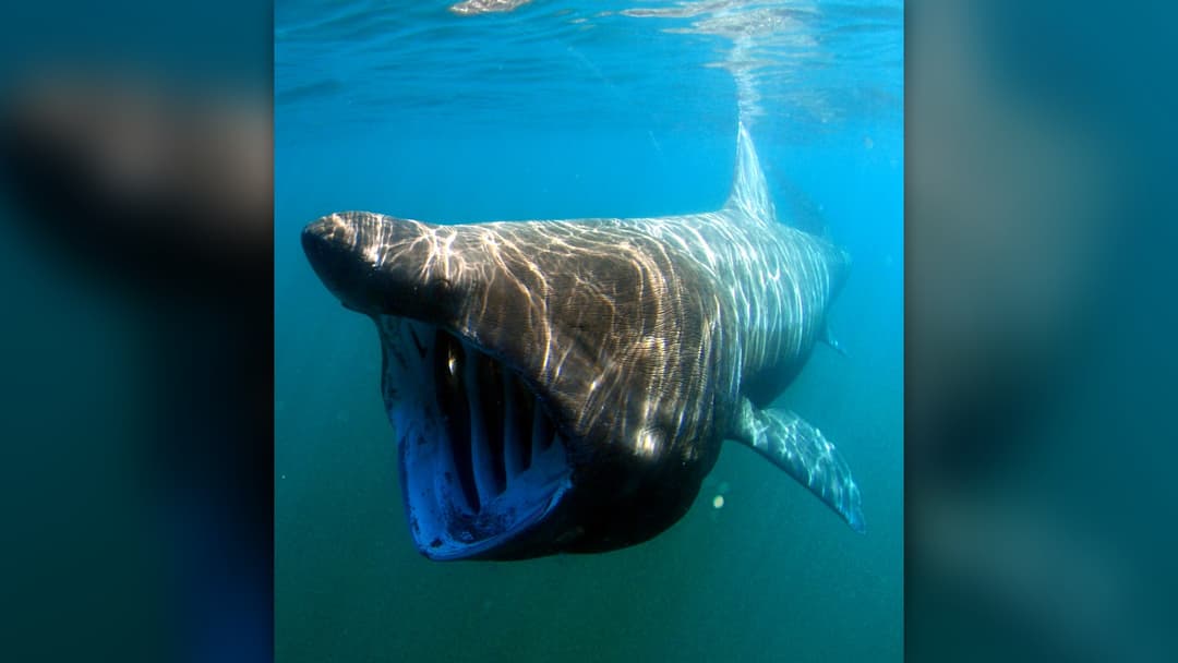 14. Basking Shark And The Stronsay Beast