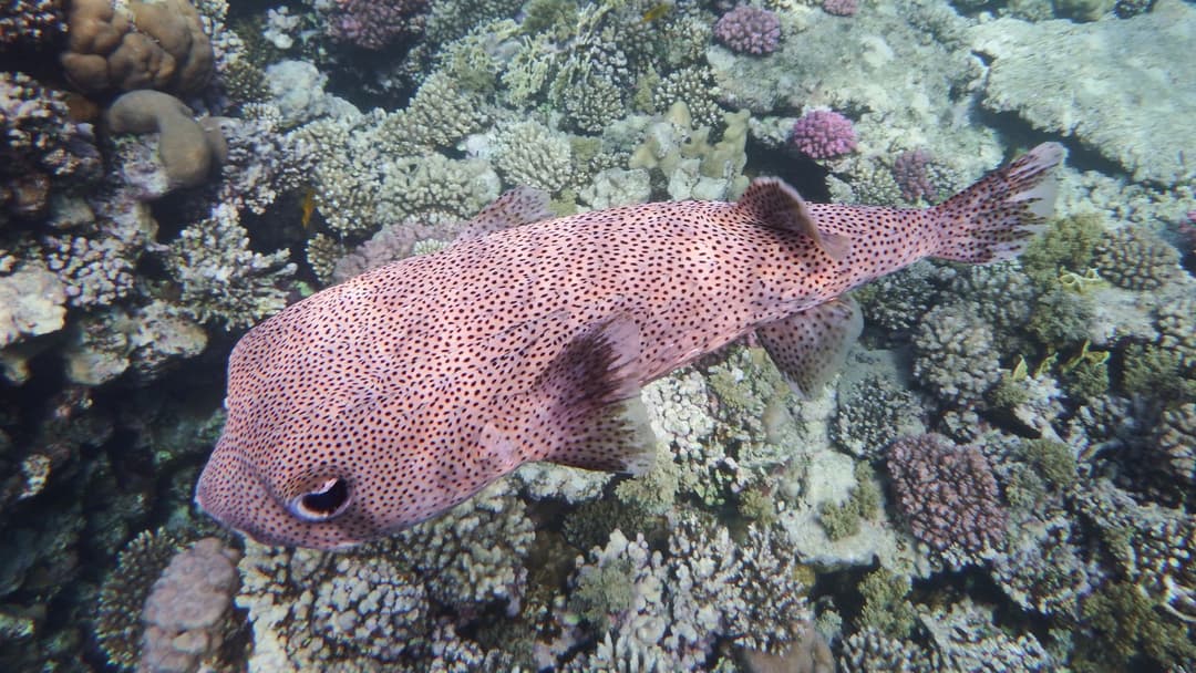 29. Porcupinefish And Zombie Lore