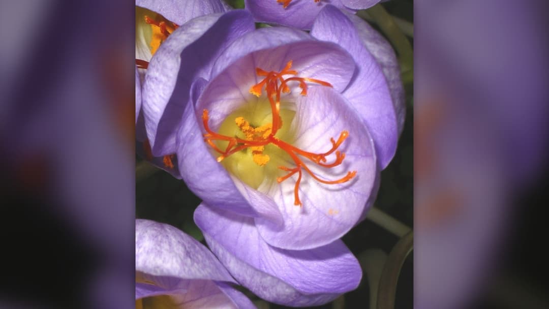 13. Saffron