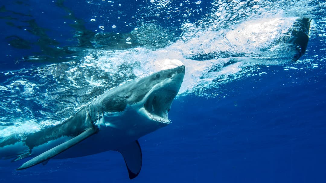 Great white shark swimming underwater in blue ocean currents at Guadalupe Island