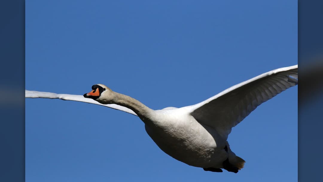 Mute swan gliding horizontally with immense wings outstretched